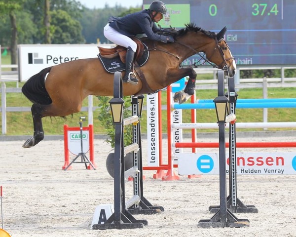 jumper International Popcorn (KWPN (Royal Dutch Sporthorse), 2011, from Bustique)