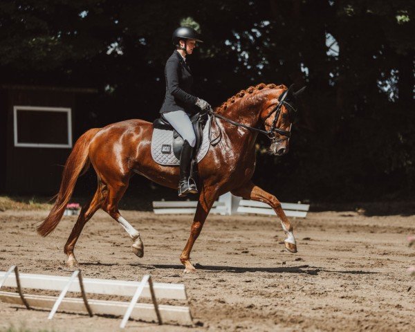 Dressurpferd Beluna BE (Westfale, 2019, von By your Side 3)