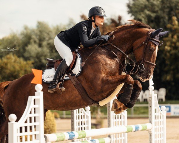 Springpferd Nice to have 3 (Deutsches Sportpferd, 2014, von Negro)
