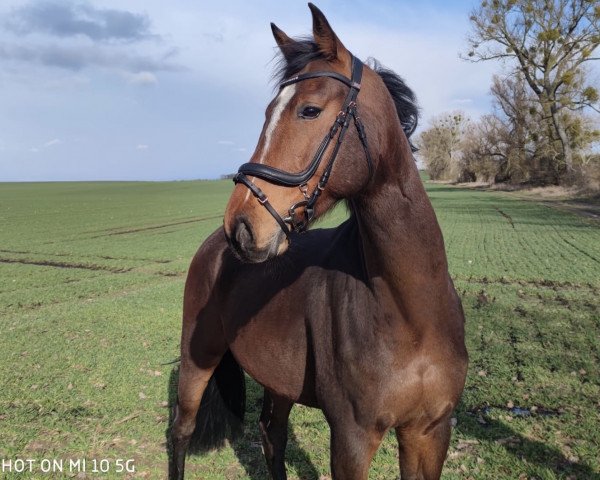 horse Aqua Jun (Mecklenburg, 2016, from Pasco)