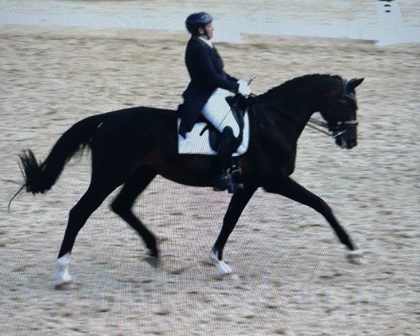 dressage horse Flaconi Royal (Westphalian, 2012, from Franziskus FRH)