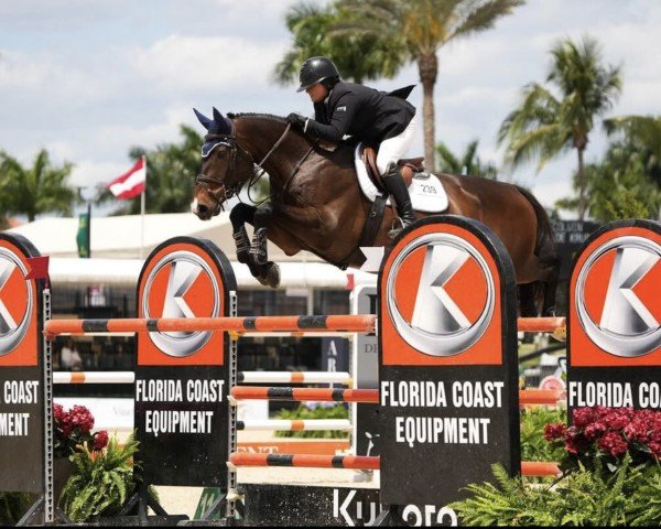 jumper Pick Wick van de Kruishoeve (Belgian Warmblood, 2015, from Denzel Vt Meulenhof)