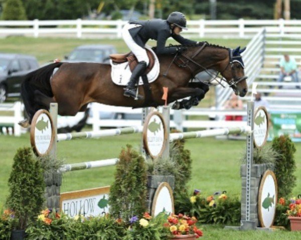 jumper Austria 2 (Holsteiner, 2008, from Casall Ask)
