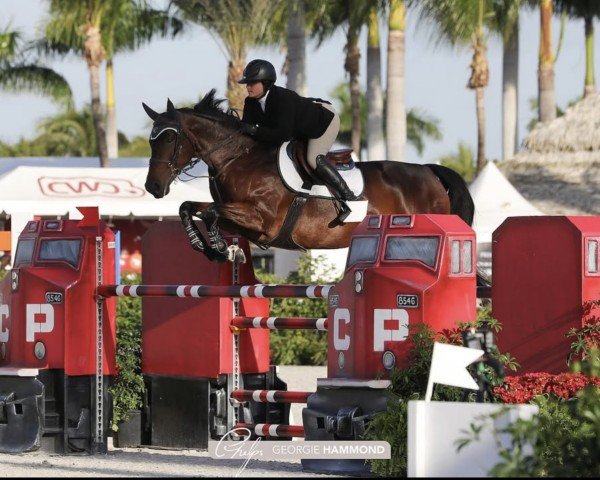 horse Perla Pas de Calais (Belgian Warmblood, 2015, from Edjaz van T Merelsnest)