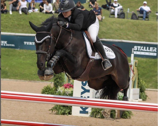 jumper Gemino (KWPN (Royal Dutch Sporthorse), 2012, from Manhattan)