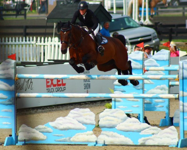 jumper Cafino (Swedish Warmblood, 2003, from VDL Cardento 933)