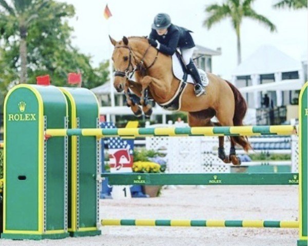 jumper I Love Lucy (Slovakian Warmblood, 2005, from Corrado II)