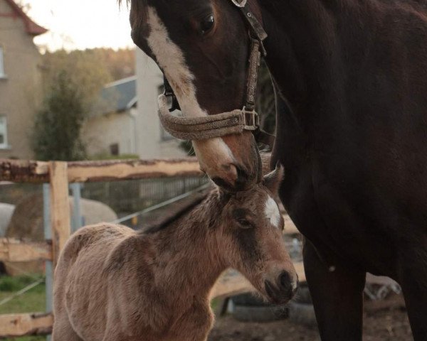 horse Myoga (Little German Riding Horse, 2021, from Mirt Gold)