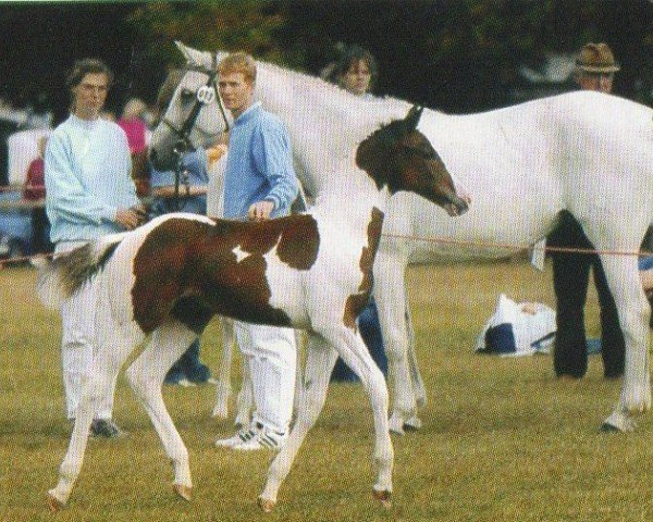 horse Sölrings Sam Adiadio (Pinto with riding horses pedigree, 2003, from Samico F)
