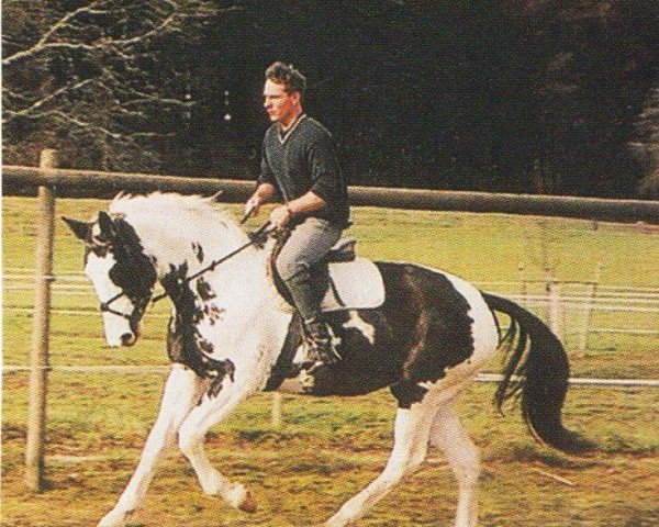 horse Irco Silva (Swiss Warmblood,  , from Irco Pino H)