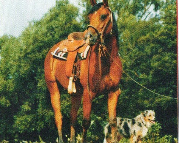 horse Wodnik (Arabian, 2004, from Gazal Al Shaqab ox)