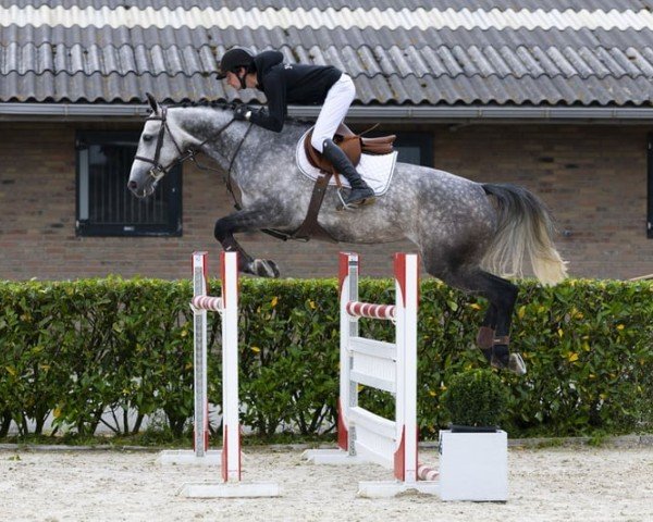 jumper Acometa Gold (Oldenburg show jumper, 2019, from Acomet)
