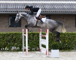 jumper Acometa Gold (Oldenburg show jumper, 2019, from Acomet)