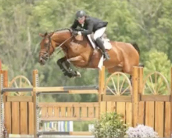 Pferd Waminka (KWPN (Niederländisches Warmblut), 2003, von Goodtimes)