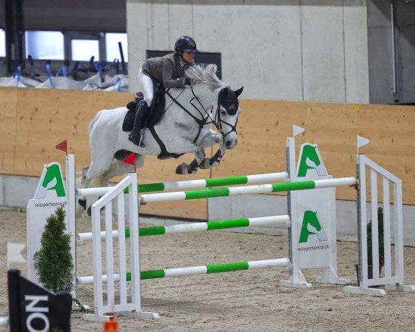 Springpferd Casalliny (Holsteiner, 2014, von Clarcon)