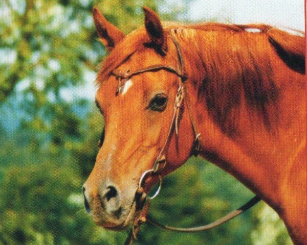 horse Amlah (Arabian, 1991, from Maysoun 1985 ox)