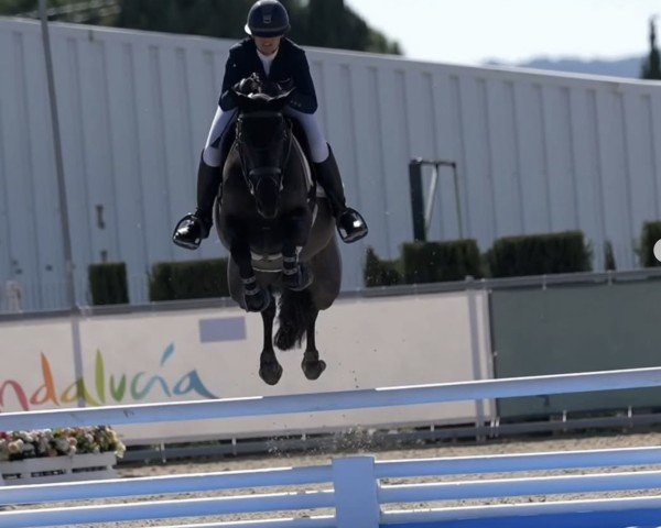jumper Oddity Allegro (KWPN (Royal Dutch Sporthorse), 2019, from I'm Special de Muze)