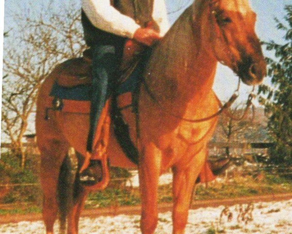 horse International Jac (Quarter Horse, 1992, from Hollywood Jac 86)