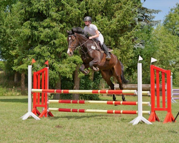 jumper Cortero M (Holsteiner, 2017, from Corrido 4)