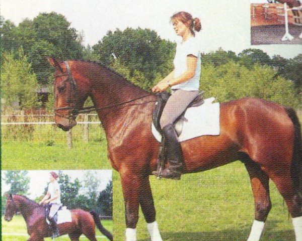 horse Lord (Oldenburg, 1999, from Lacatraz)