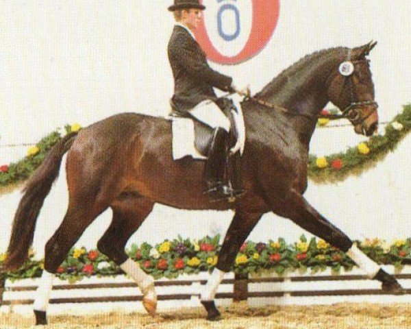 horse Rex Magna (Oldenburg, 1992, from Rubinstein I)