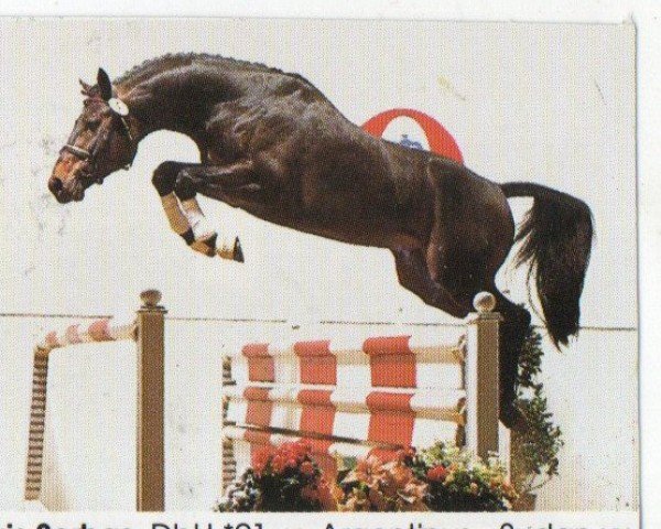 horse Alexis Sorbas (Oldenburg, 1991, from Argentinus)