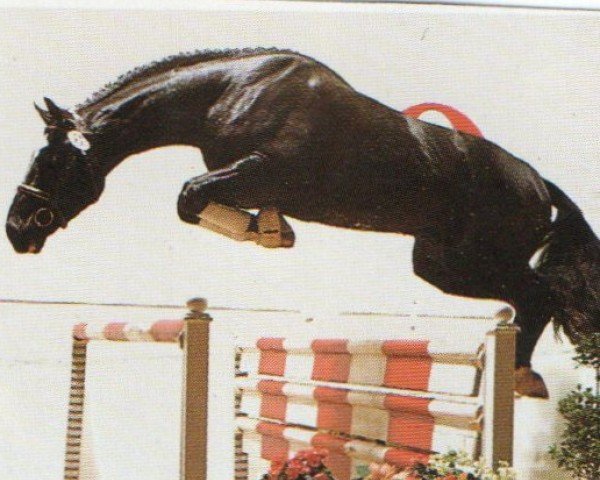 Pferd Galaxias (Oldenburger, 1991, von Grannus)