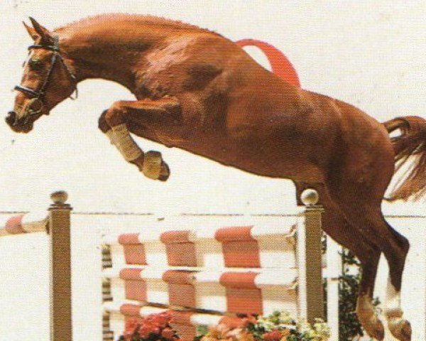 Pferd Gina´s Boy (Oldenburger, 1992, von Grannus)