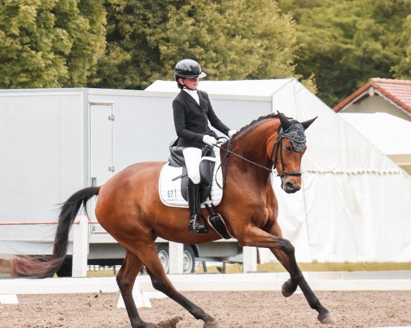 dressage horse Tiffany 423 (German Sport Horse, 2018, from Birkhof's Topas Fbw)