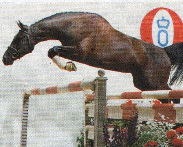 Pferd Gala Placidia (Oldenburger, 1990, von Grannus)
