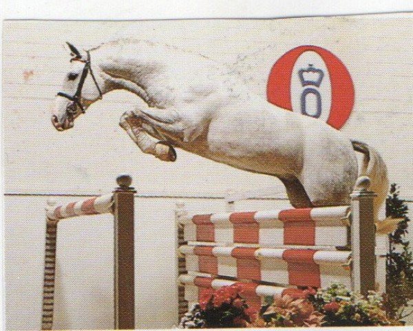 Pferd Gogarty (Oldenburger, 1990, von Grannus)