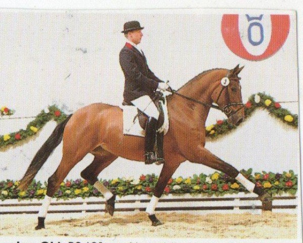 horse Amazing Girl (Oldenburg, 1991, from Akzent II)