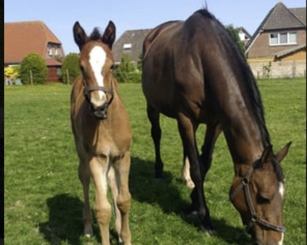 broodmare Dana I (Holsteiner, 2011, from Quirado)