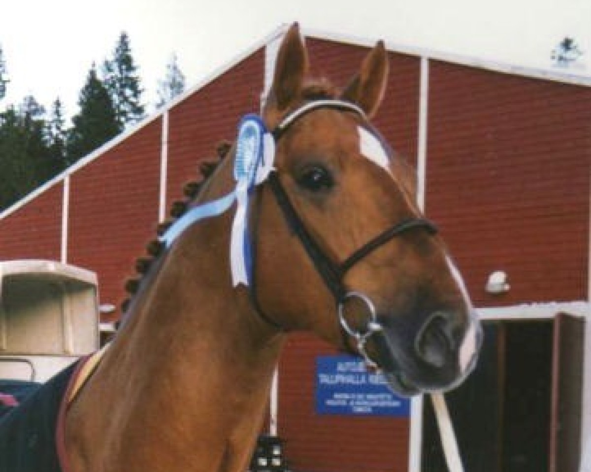 stallion Aquarius 76 FIN (Holsteiner, 1988, from Aktionär)