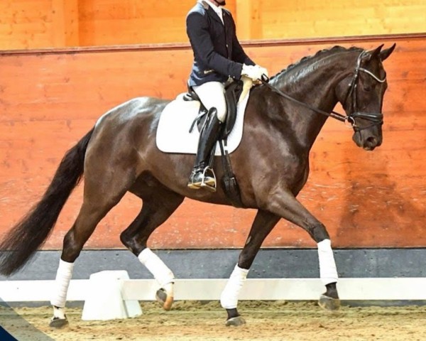 horse Denciero (Hanoverian, 2018, from Dancier)