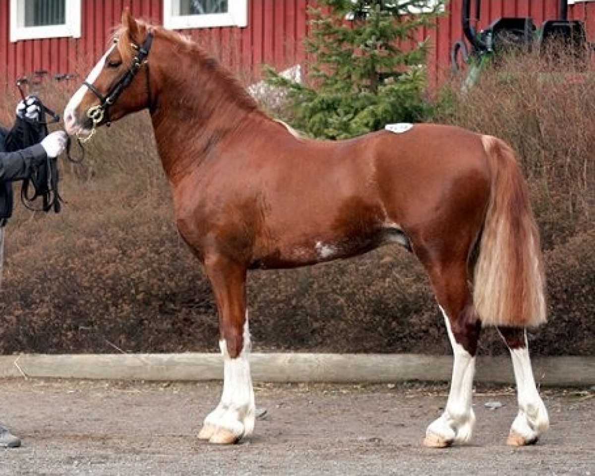 stallion Nebo Cariad am Byth 9 WD (Welsh-Cob (Sek. D), 2002, from Nebo Sion)
