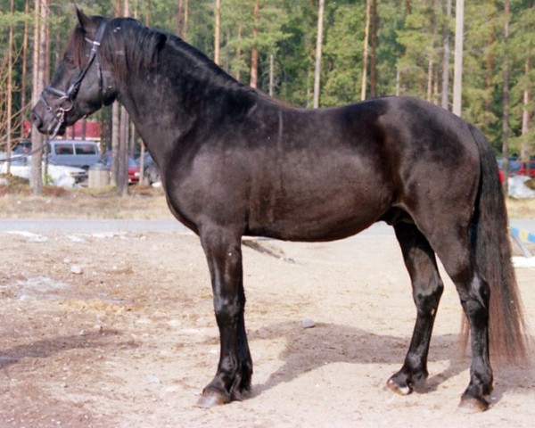 horse Derwen Queen's Counsel 5 WD (Welsh-Cob (Sek. D), 1994, from Derwen Requiem)
