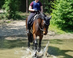 Pferd Campari 342 (Polnisches Warmblut, 2005, von Emetyt AA)