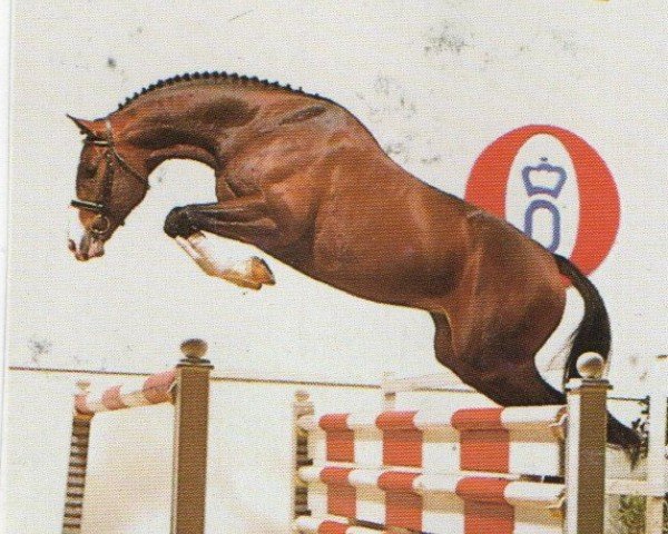Pferd Stallone (Oldenburger, 1989, von Sandro)