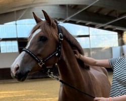 Zuchtstute Nala (Deutsches Reitpony, 2019, von Bartez)