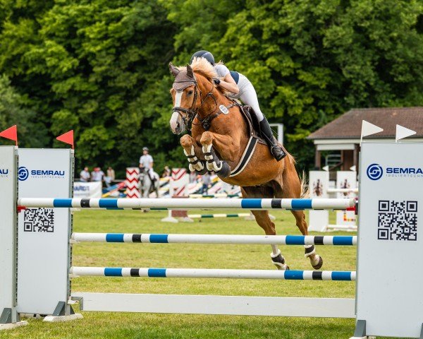 jumper Victor 184 (Oldenburg show jumper, 2015, from Viscount 22)