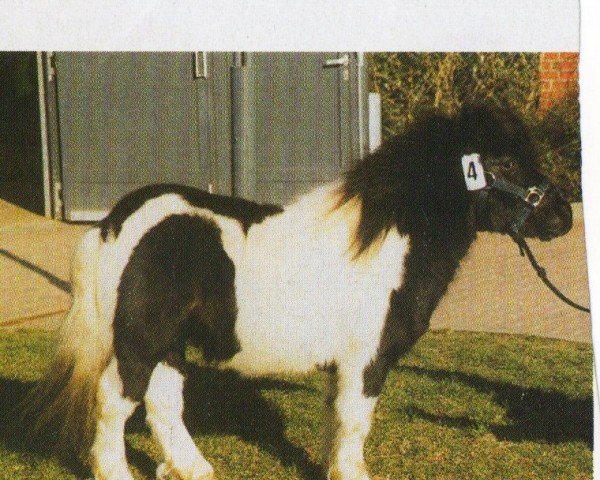 horse Stjernens Mini-Ibrahim (Shetland pony (under 87 cm), 2001, from Stjernens Opus)