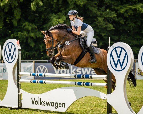 Springpferd Caristo K (Deutsches Sportpferd, 2015, von Con Sherry)