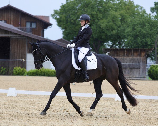 Dressurpferd Fürst Flin (Deutsches Sportpferd, 2016, von Fürst Wilhelm)