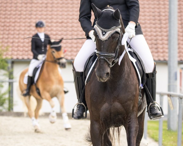 broodmare Margarita 5 (Oldenburg, 2008, from Danone II)