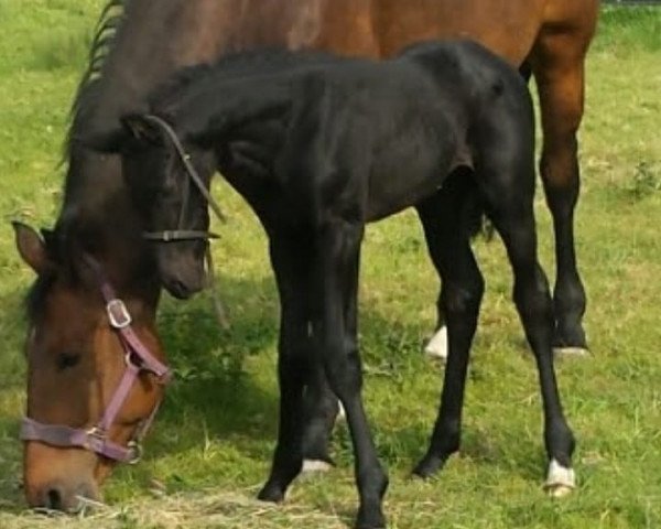 Dressurpferd Miami (KWPN (Niederländisches Warmblut), 2017, von Destano)