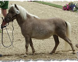 broodmare Jedi van Sundance (Nederlands Appaloosa Pony, 2009, from Naro-N)