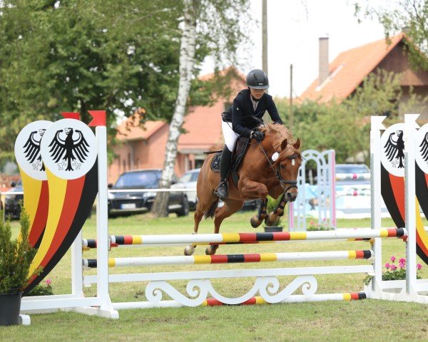 jumper Wesley 138 (German Riding Pony, 2008, from Kooihuster Wessel)