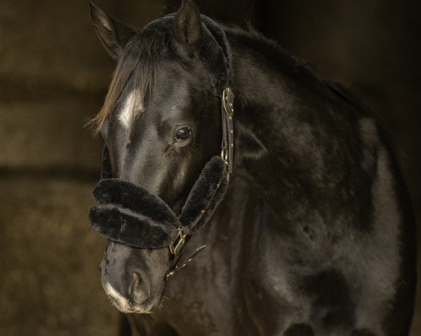 Pferd Serendipity go for glory (Hannoveraner, 2023, von Secret)