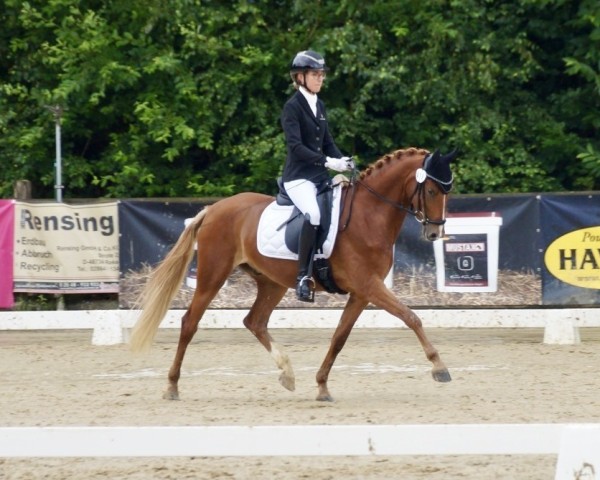 dressage horse Golden Fox 17 (German Riding Pony, 2021, from Gluckspilz Wf) dressage horse Golden Fox 17 (German Riding Pony, 2021, from Gluckspilz Wf)